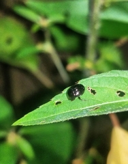 Pseudocanthon perplexus