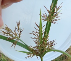 Cyperus distans