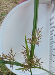 Cyperus distans