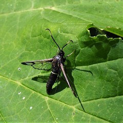 Synanthedon spheciformis