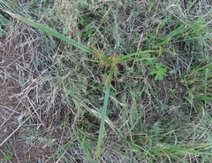 Cyperus distans