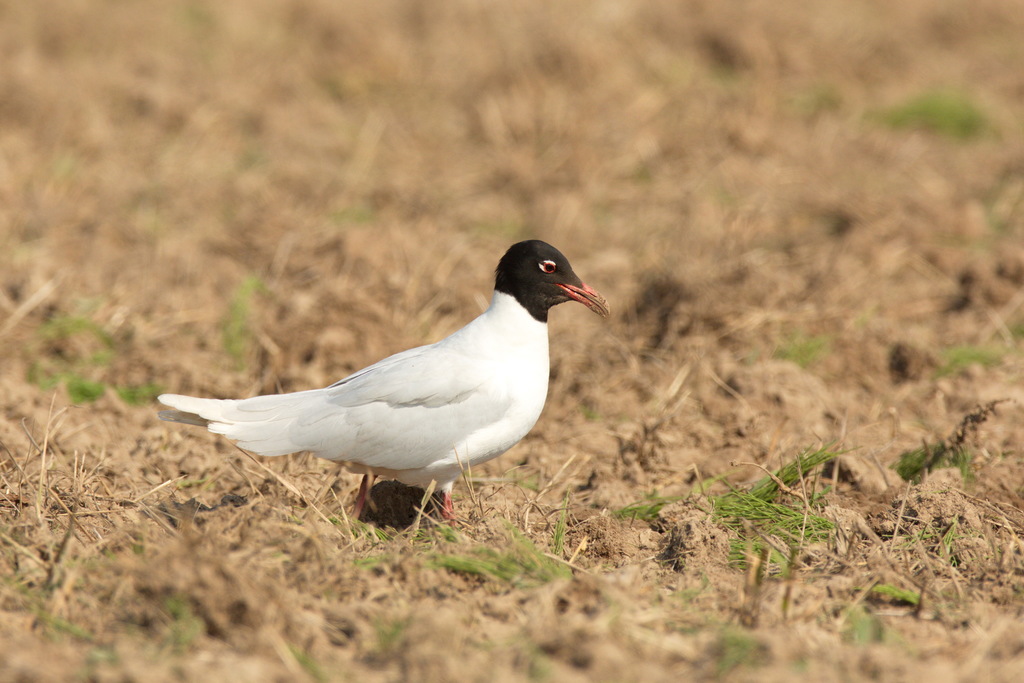 Mediterranean Gull