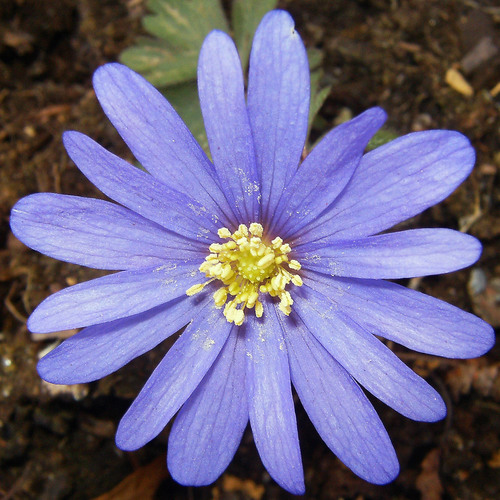 Blue Anemone (Anemone apennina)