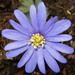 Blue Anemone - Photo (c) Stefan Jansson, some rights reserved (CC BY-NC-SA)