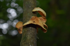 Mycobonia flava
