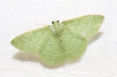 Chlorissa attenuata