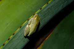 Hyperolius tuberilinguis