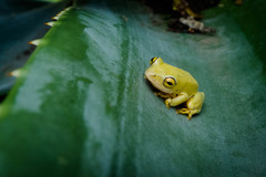 Hyperolius tuberilinguis