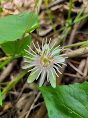 Passiflora rubra