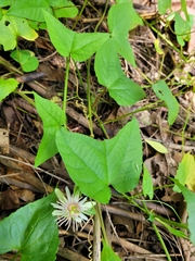 Passiflora rubra