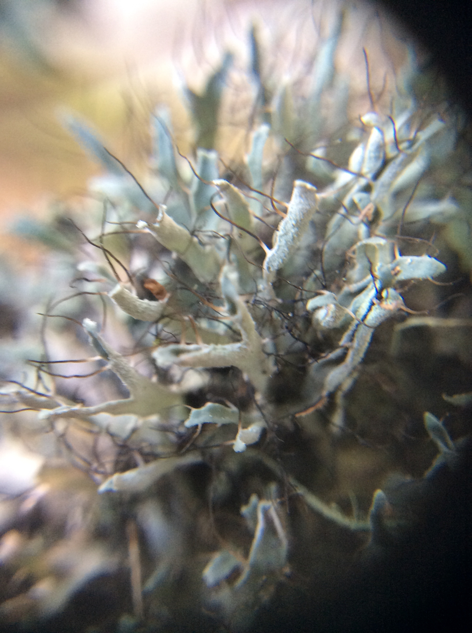 Physciaceae image