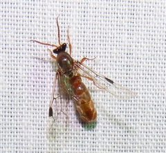 Aenictus