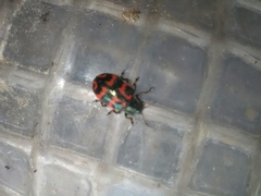 Chrysomela lapponica