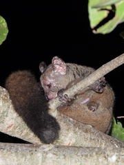 Otolemur garnettii garnettii
