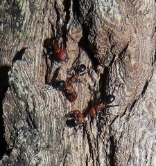 Atopomyrmex mocquerysi