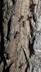 Atopomyrmex mocquerysi