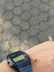 Hippodamia variegata