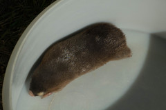 Amblysomus hottentotus