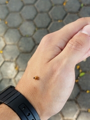 Hippodamia variegata