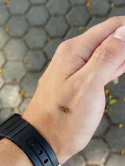 Hippodamia variegata