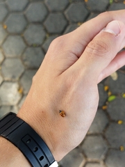 Hippodamia variegata