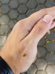 Hippodamia variegata