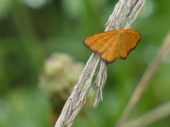 Idaea flaveolaria