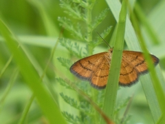 Idaea flaveolaria