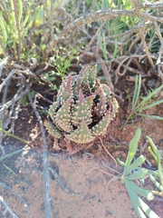 Tulista pumila