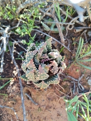 Tulista pumila