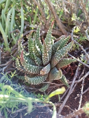 Tulista pumila