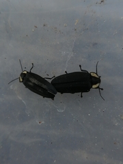 Photinus sturmii