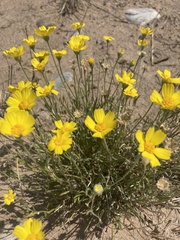 Tetraneuris argentea