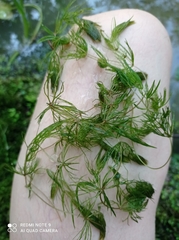 Ceratophyllum demersum