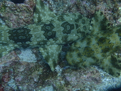 Orectolobus halei