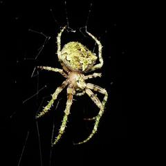 Novaranea courti