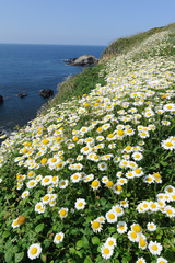 Leucanthemum pluriflorum