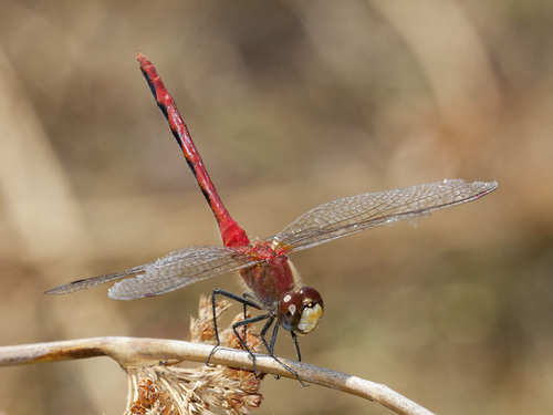 White-faced Meadowhawk