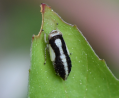 Allygidius commutatus