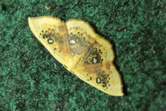Cyclophora albiocellaria