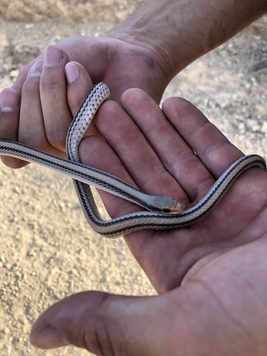 Big Bend Patchnose Snake