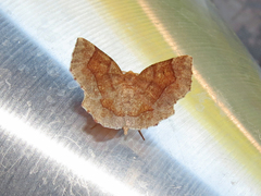 Metarranthis indeclinata