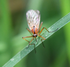 Empis stercorea