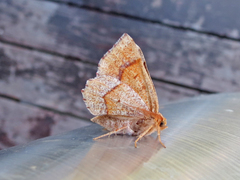 Metarranthis indeclinata
