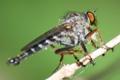 Neoitamus flavofemoratus