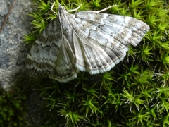 Evergestis sophialis