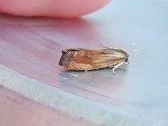 Eucosma umbrastriana