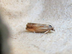 Eucosma umbrastriana