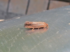 Eucosma umbrastriana