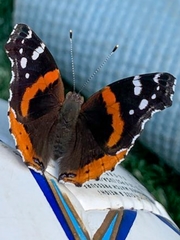Vanessa atalanta